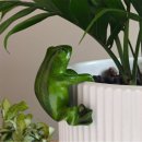청개구리