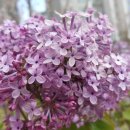 송이 노래연습장 이미지