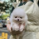 김해 강아지분양 고양이분양 도그하우스 외동점 이미지