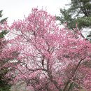 [여행정보] 덜 알려져서 한적한 서울시 벚꽃명소 이미지