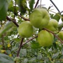 금수농장 이미지