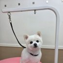 뽐나개 이미지