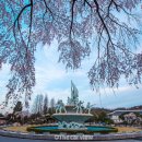 국립서울현충원 YTL화장실 | "이곳 벚꽃은 분위기가 완전 다릅니다" 일반 벚꽃이랑은 완전 다른 서울 무료 벚꽃 명소