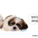 24시청주다옴동물의료센터 이미지