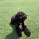 아로하 | 애견미용까지 가능한 용인애견카페, 아로하스토리 방문 후기