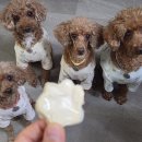 멍멍바개뜨 이미지