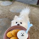 원포공원2로 | 12살 포메라니안 무지개다리 기록, 반려견 장례 절차와 화장 비용 후기