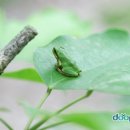 청개구리 Daum카페
