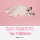 닥터펫보리 특수클리닉 | 고양이 구내염에 관한 제품 추천리스트