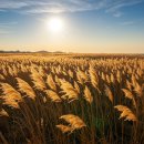 제26회 순천만 갈대축제(가을) 이미지