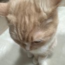 하쥬니네