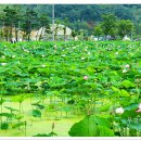 연꽃단지 이미지