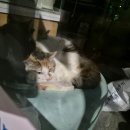 효진동물병원 이미지