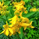 교동향교 이미지