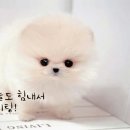 카르페디엠 이미지