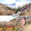 밝은세상마을 | 양산 원동매화마을 순매원 개화 주차 포토존 맛집 총정리