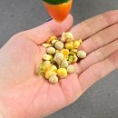 트로피칼 | 앵무새 사료, 동결건조 자연식 트로피칼나인 후기