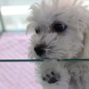 곱슬강아지 이미지