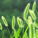 강아지풀 이미지