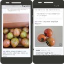 손자농장 | 26년 3월의 마지막주 들어서는 대저짭짤이토마토 농장 낙동농장입니다~