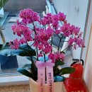 신월동184 이미지