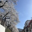 [4/1-2 벚꽃놀이]4.1 개금벚꽃길/국시랑술이랑/콕스테일 &amp;4.2 김해 벚꽃 명소 연지공원/샤브20봉황점