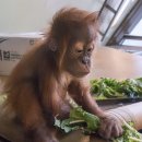 오꼬마루 | 강아지의 겨울방학