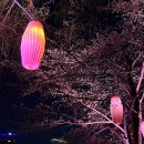 사라보래 | 3월로그