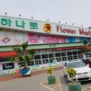 일산플라워화분마트 이미지