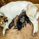 노산동물병원 이미지