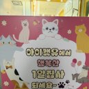 아이캣 | 익산 고양이 카페 아이캣유 후기