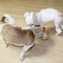 끼리끼리 이미지