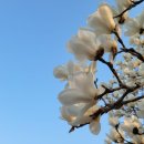 목련세탁 이미지