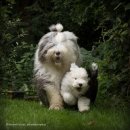 애견백과 - 올드 잉글리쉬 쉽독 (Old English Sheepdog) 이미지