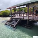 PF농장 | 25년 8월_갈라파고스 여행_이사벨라 투어