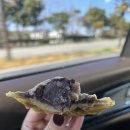 세븐일레븐 여수무선화산로점 | [여수 / 무선] 여수 무선 사각 붕어빵 붕어빵아울렛 후기