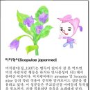 우리나라 꽃 이름의 유래와 이미지 (미나리 아재비~바위취) 이미지