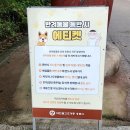 용문사 대형주차장 | 양평 반려견 애견 동반 여행 장소 소개 강아지와 단풍놀이하기 좋은 용문사