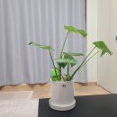 당일 화분 배송 가능한 &#34;신호트리&#34;에서 인테리어 식물! 몬스테리안 후기