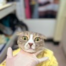 아이 있는 집 고양이 키우기 필수!｜김포 풍무동 ‘반할고양’ 무마취 미용 후기
