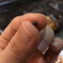 월미도관광안내소 | [인천 중구] 바다 보며 식사 가능한 월미도 조개구이 달빛조개