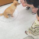 쏠스튜디오 | 동탄반려동물사진 잘 찍는 곳! 헤이쏠스튜디오 반려견과 아기 촬영 후기
