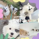 멍타쿠 이미지