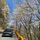 남한산성면-5 | 남한산성 벚꽃 구경, 카페 산 군고구마 브리오쉬 후기