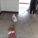 용동물병원 이미지