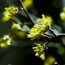 산수유꽃길로 이미지