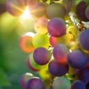 꽃새우 영번지 이미지