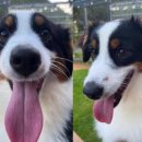 돌담펫호텔 이미지