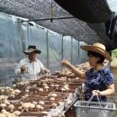 진숙농장 이미지