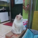 하군이네 동물병원 이미지